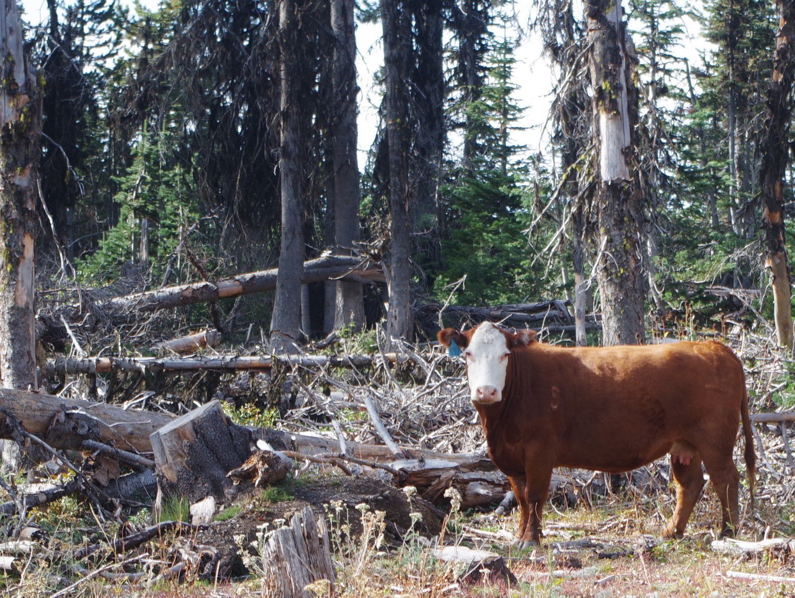 Cow amid downfall